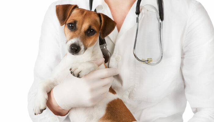 4 signs indicating that one’s pet dog is sick