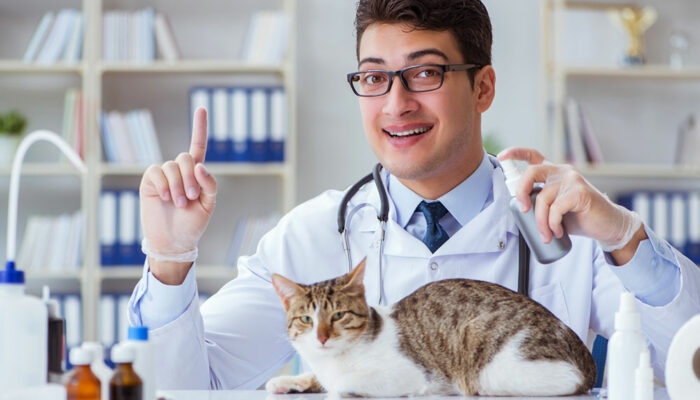4 warning signs of UTI in cats and effective remedies